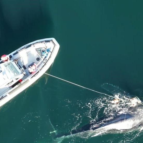 Four-day rescue operation freed a humpback whale off northern B.C.: DFO